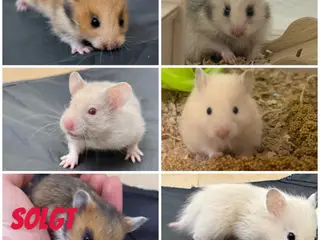 Guldhamster unger 