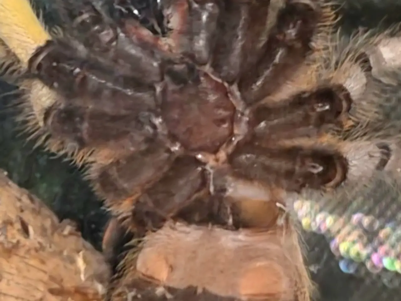 Billede 4 - Fugleedderkop- Poecilotheria regalis 