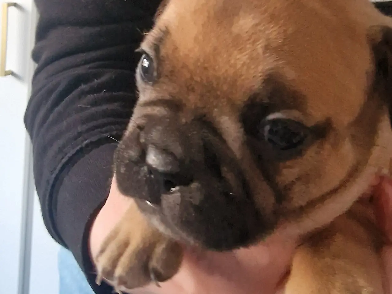 Billede 3 - Fransk bulldog hvalpe