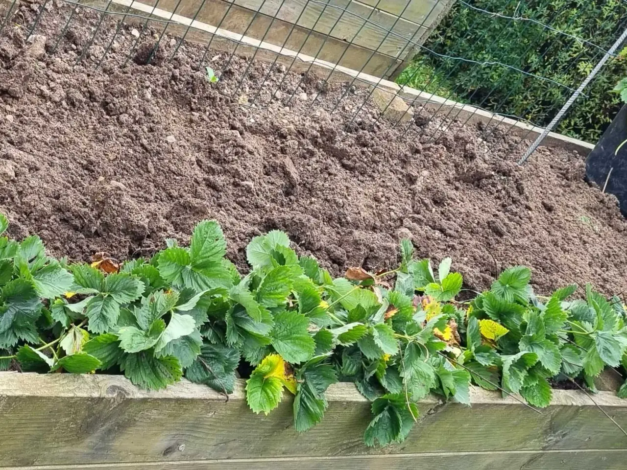 Billede 1 - Jordbær planter