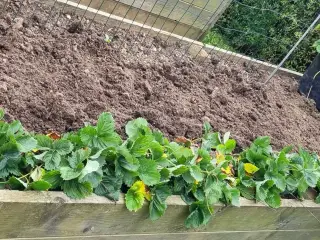 Jordbær planter