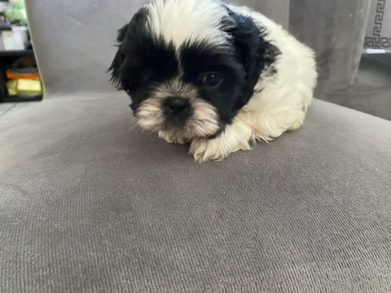 Billede 5 - Lækre Shih Tzu Hvalpe