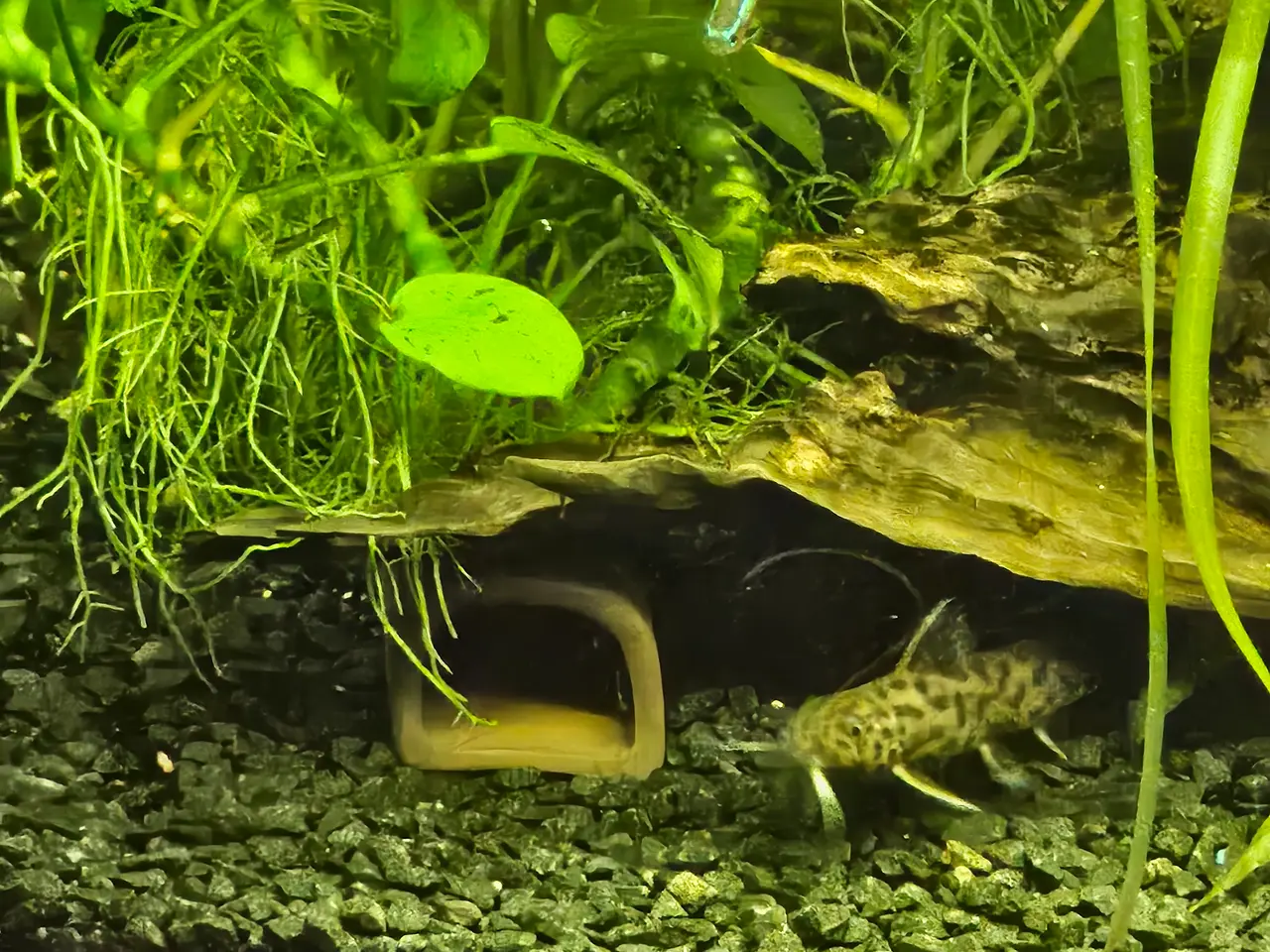Billede 2 - Juwel Akvarie + fisk
