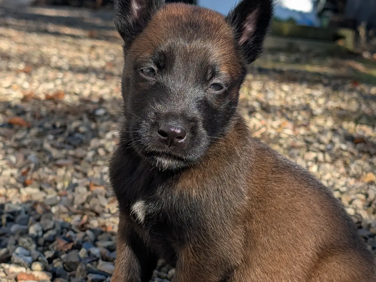 Billede 4 - 🐶 Belgisk Mallinois hvalpe 🐶