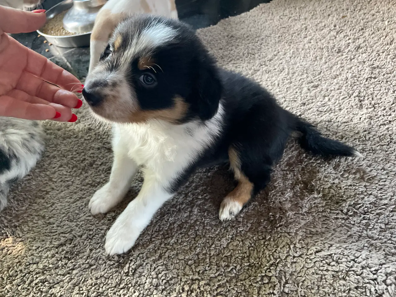 Billede 10 - Border Collie hvalpe