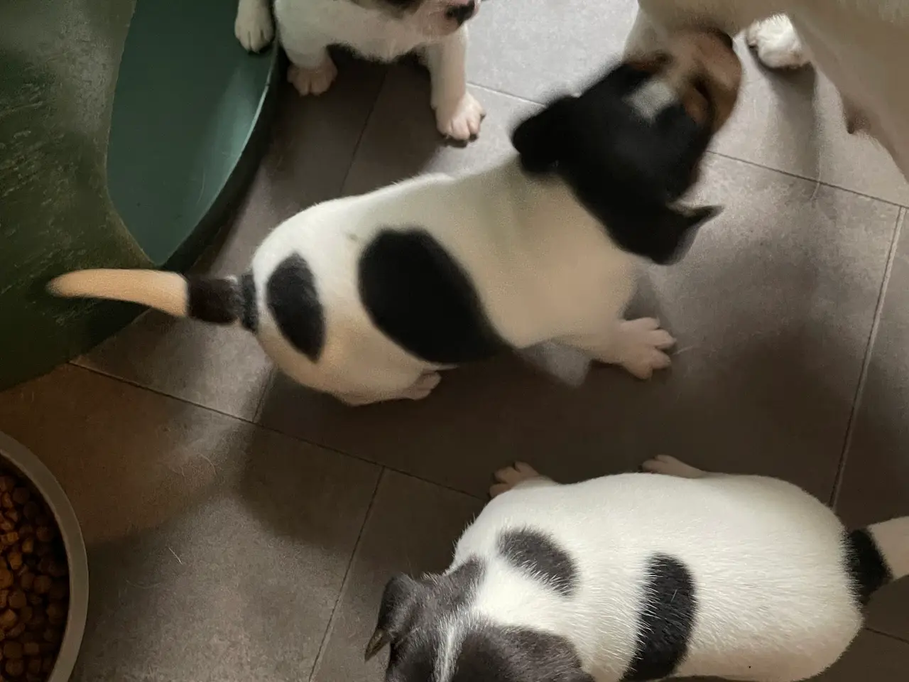 Billede 2 - Dansk-svenske gårdhundehvalpe