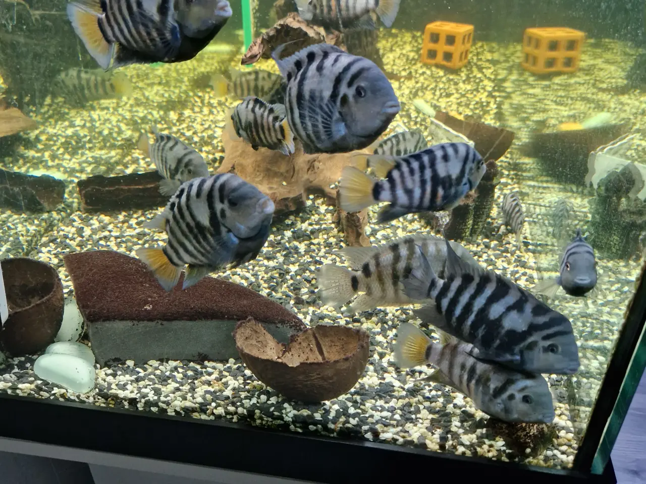 Billede 3 - Zebra cichlider “Amatitlania nigrofasciata”