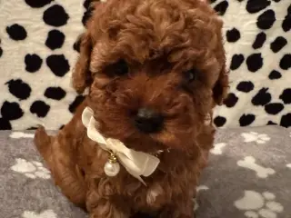 Cavapoo hvalpe