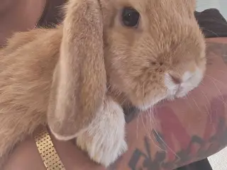 Kanin mini-lop