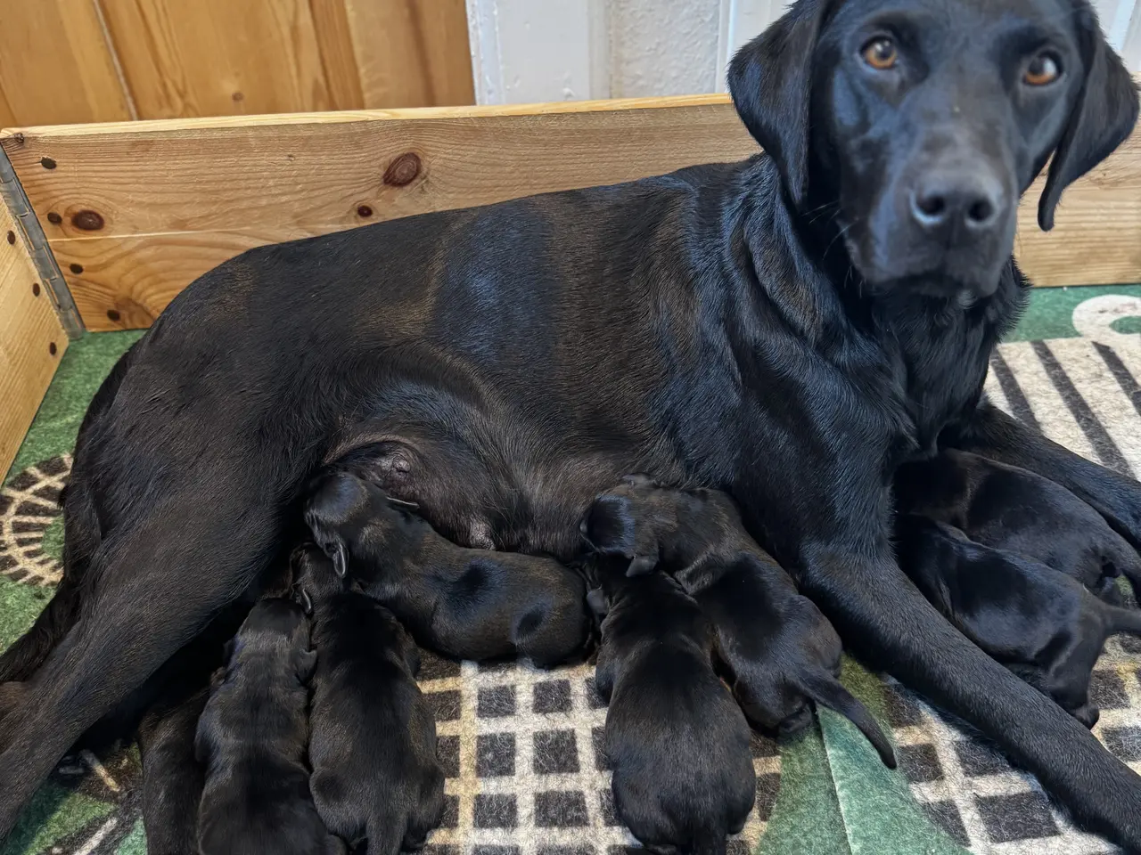 Billede 5 - F1 labrador hvalpe! Med stamtavle