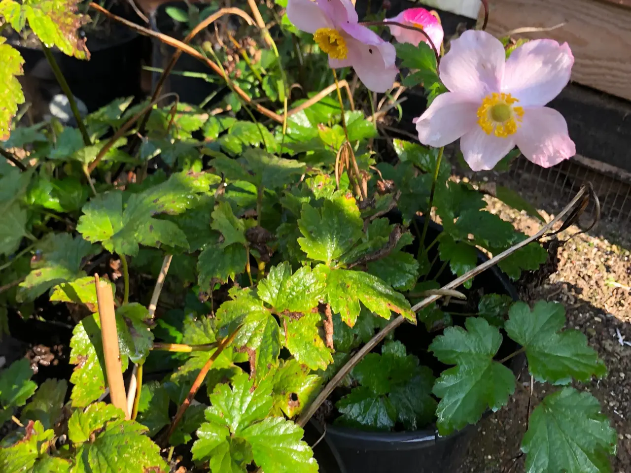 Billede 1 - Stauder Annemone Blomster