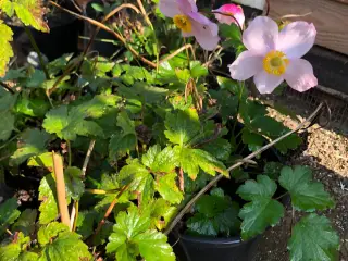 Stauder Annemone Blomster