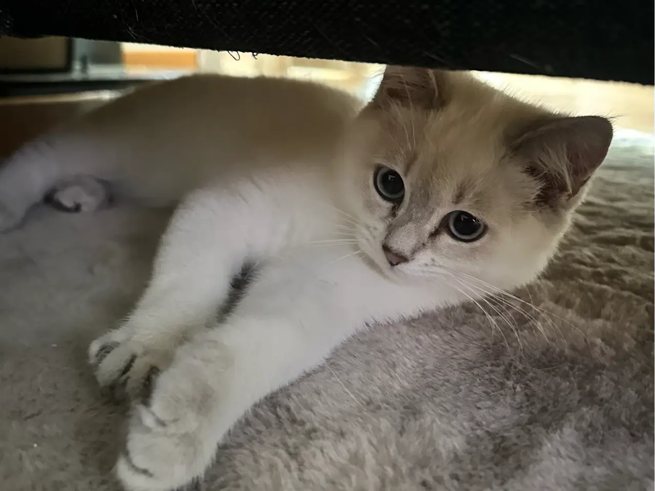 Billede 2 - Luna søger permanent hjem 😊