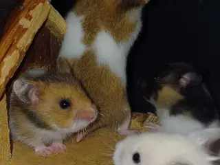 Guldhamster unger