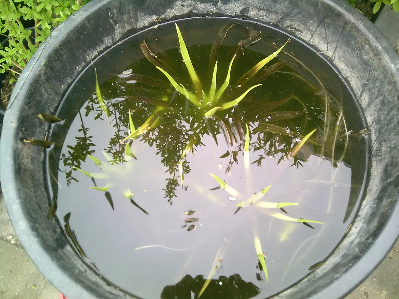 Billede 2 - HAVEDAMS PLANTER