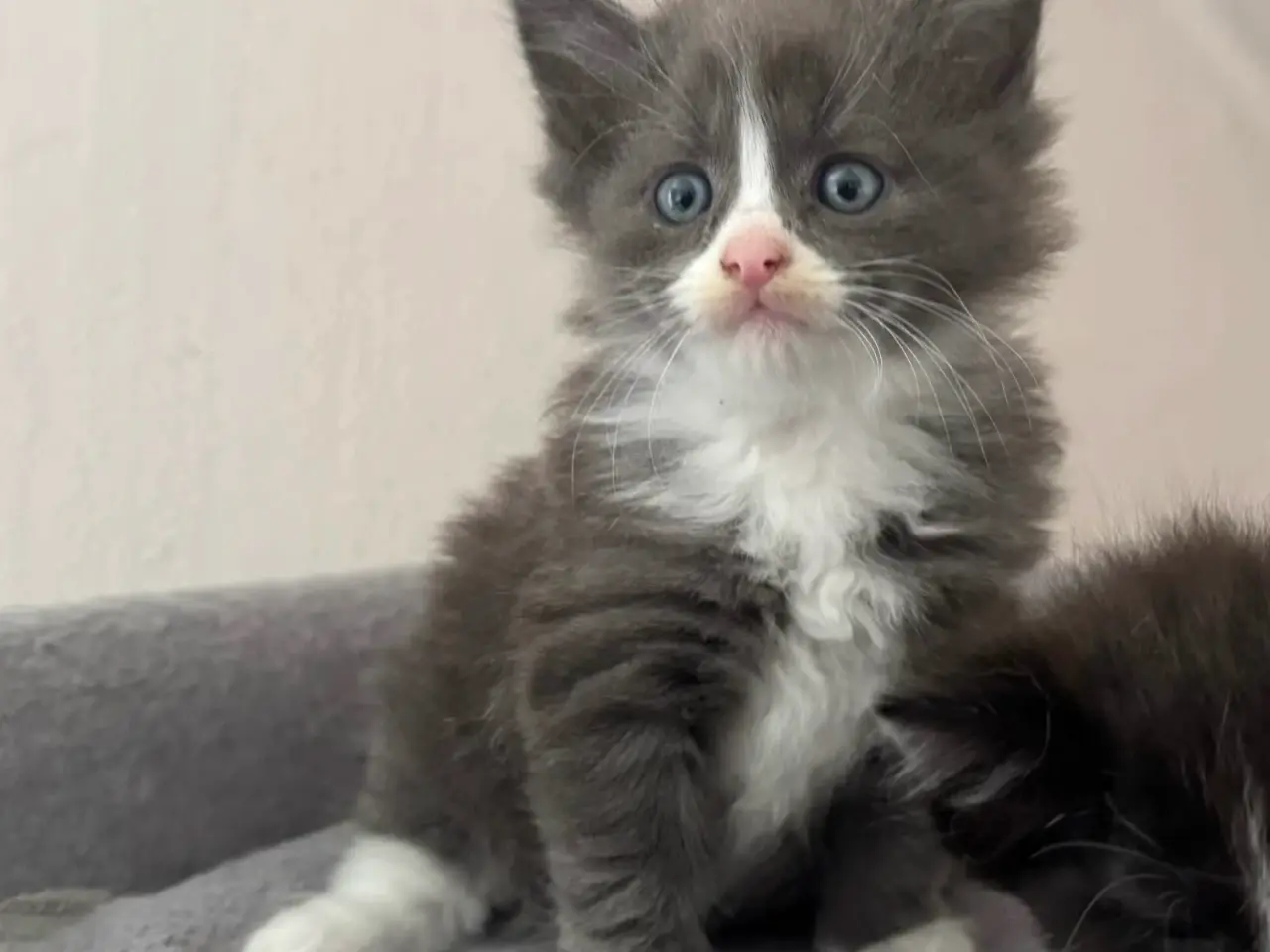 Billede 5 - 💙🖤Maine Coon/Ragdoll hankillinger 🖤💙