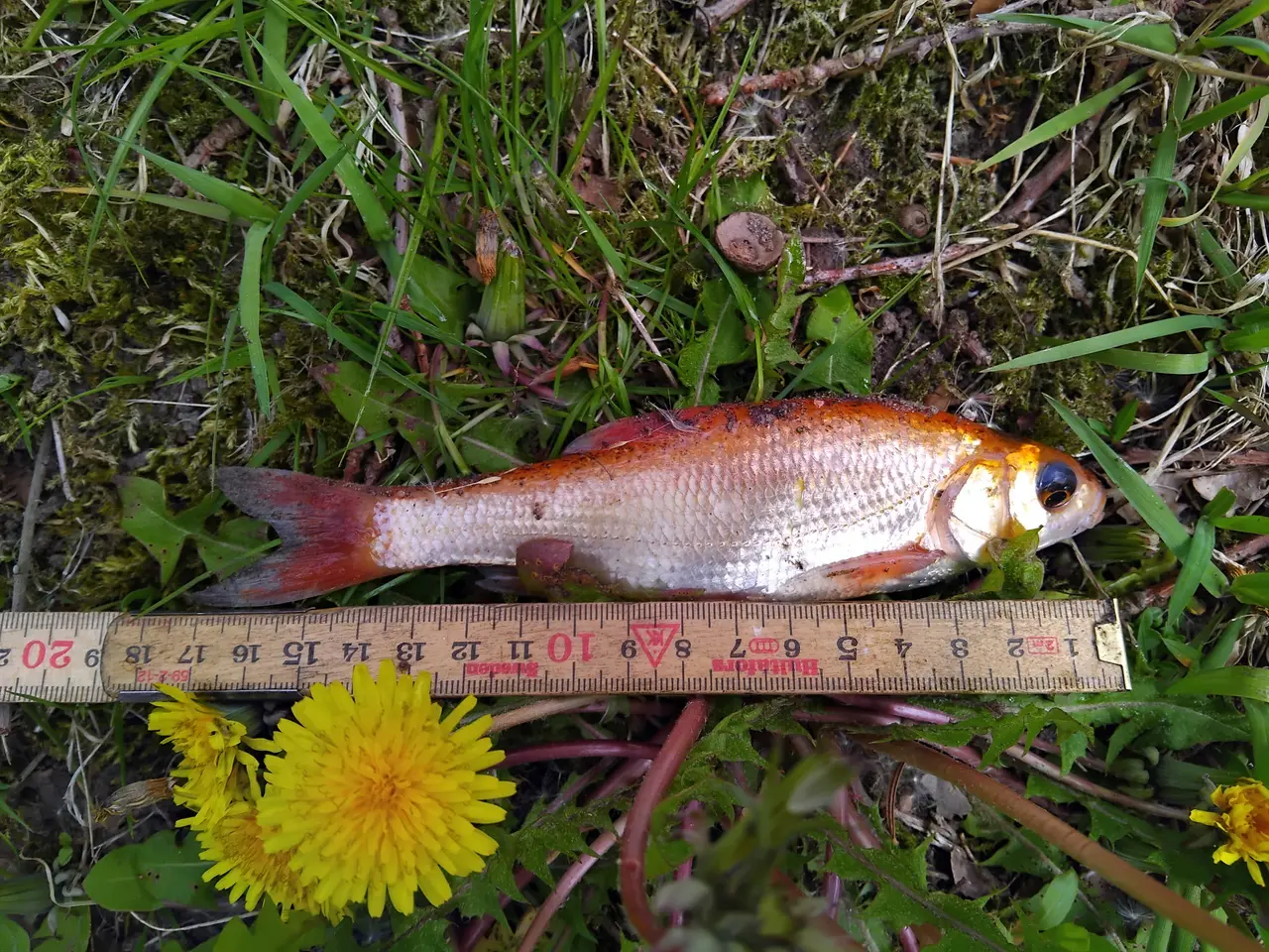 Billede 1 - Myggesnapper, guldfisk