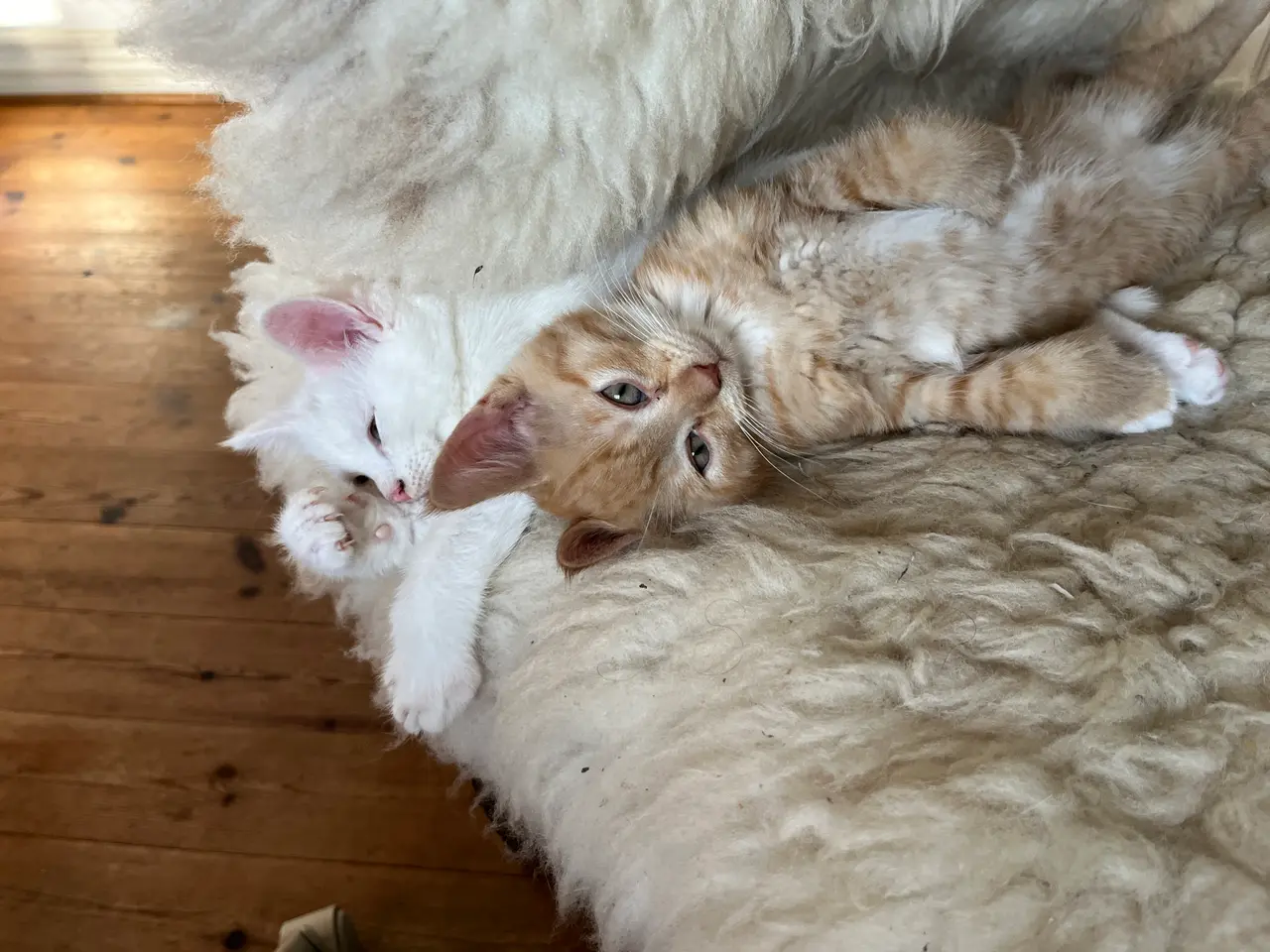 Billede 2 - Mainecoon - Norsk Skovkat