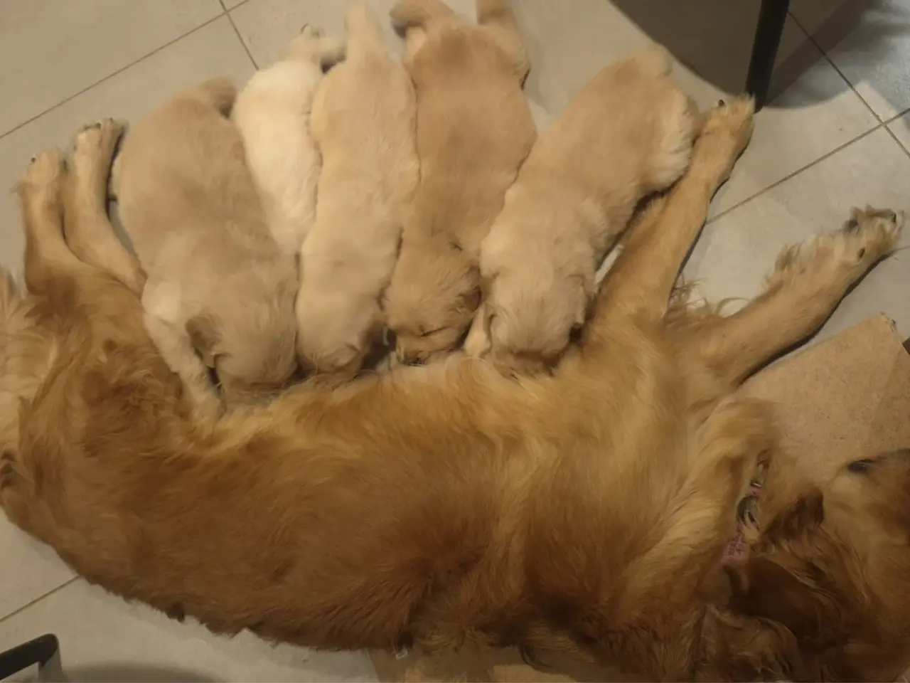 Billede 6 - Golden Retriever-hvalpe