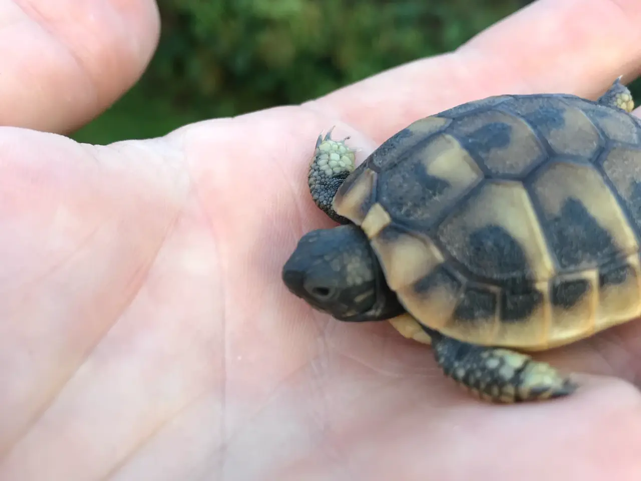 Billede 2 - Græsk landskildpadde