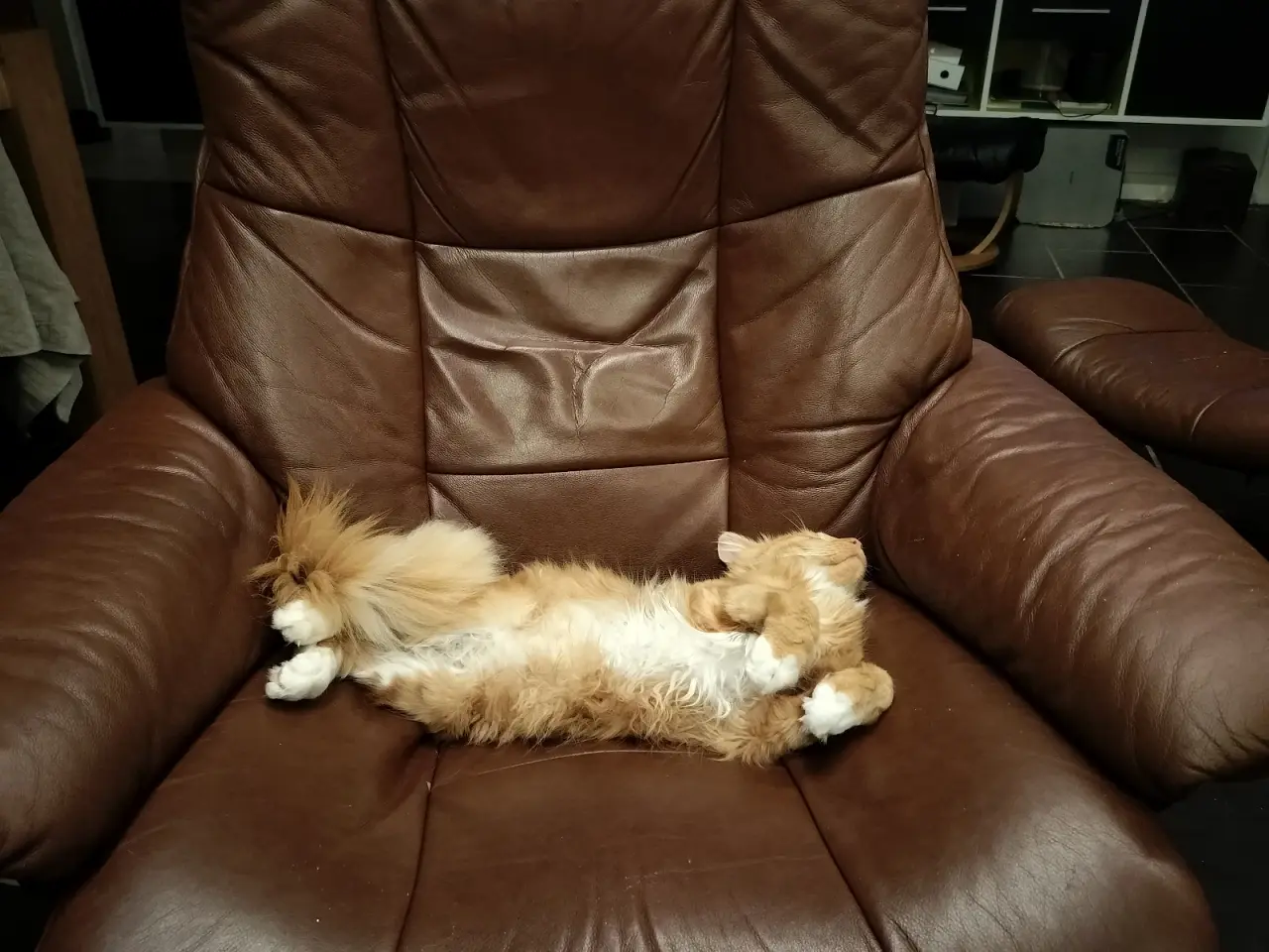 Billede 2 - Main Coon blanding
