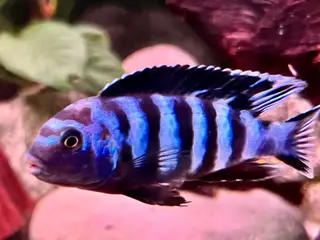 Har en lille flok f2 super flotte salousi malawi 