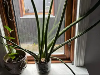 Stueplante