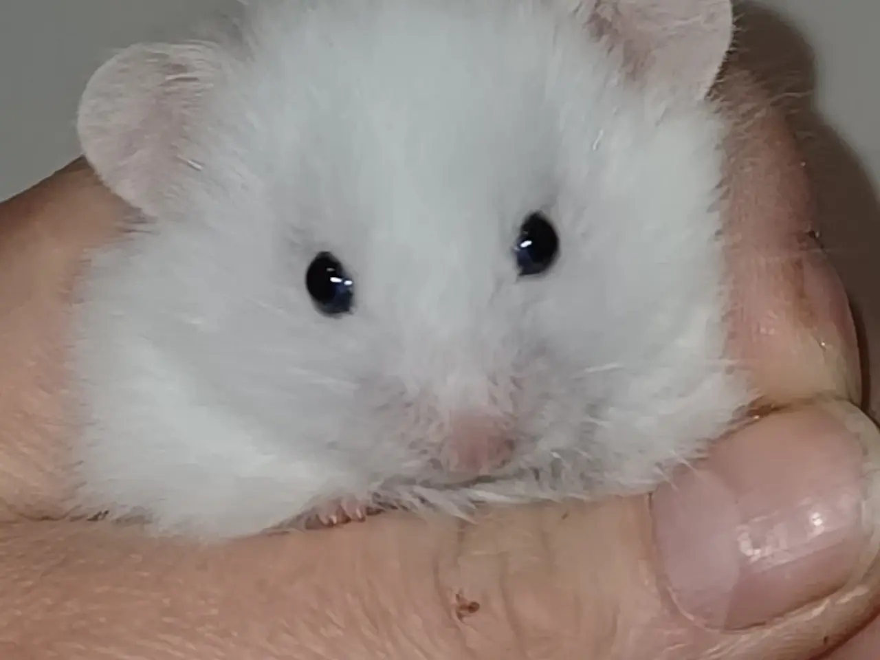 Billede 10 - Guldhamster unger
