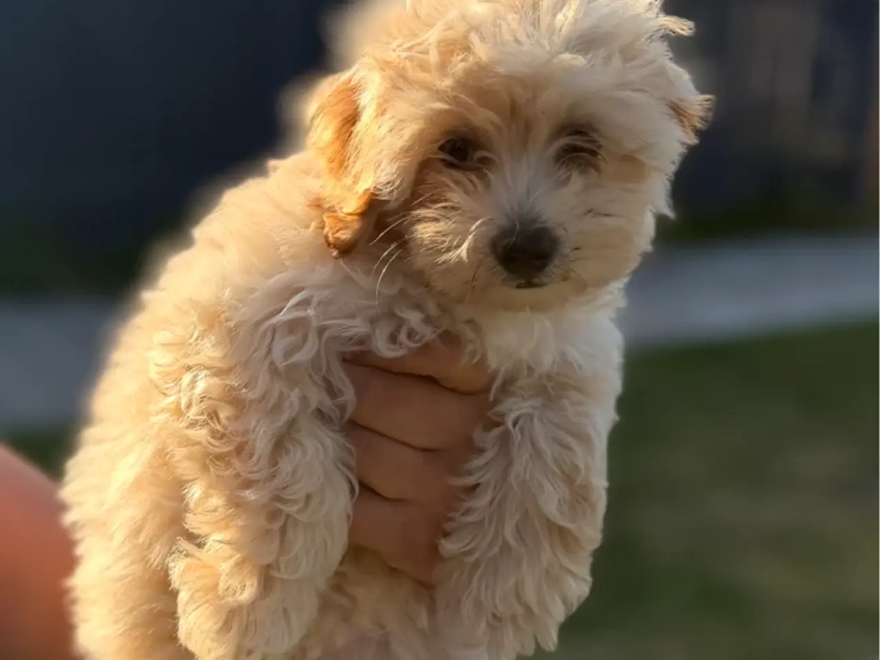 Billede 1 - Maltipoo 12 uger 🐶