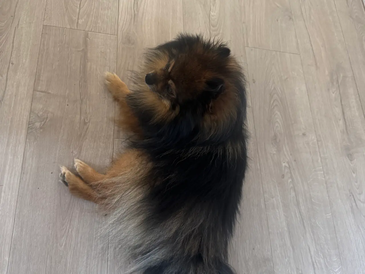 Billede 16 - Skønne små grav/pomeranian hvalpe