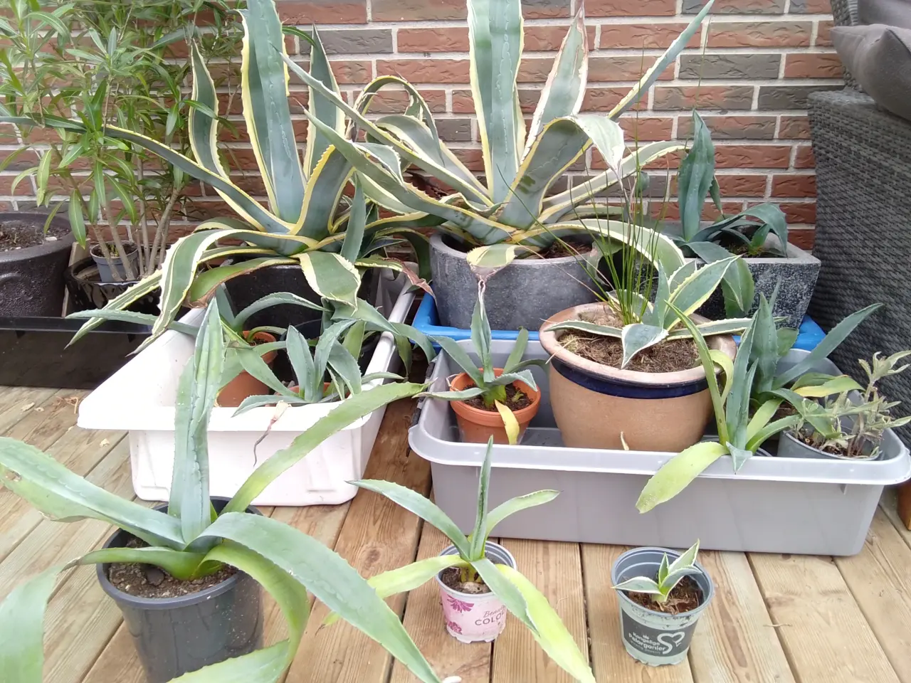 Billede 1 - Agave, flotte forskellige størrelser og farver