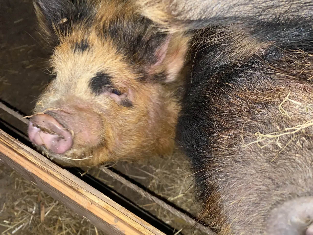 Billede 1 - Kunekune søer