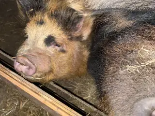 Kunekune søer