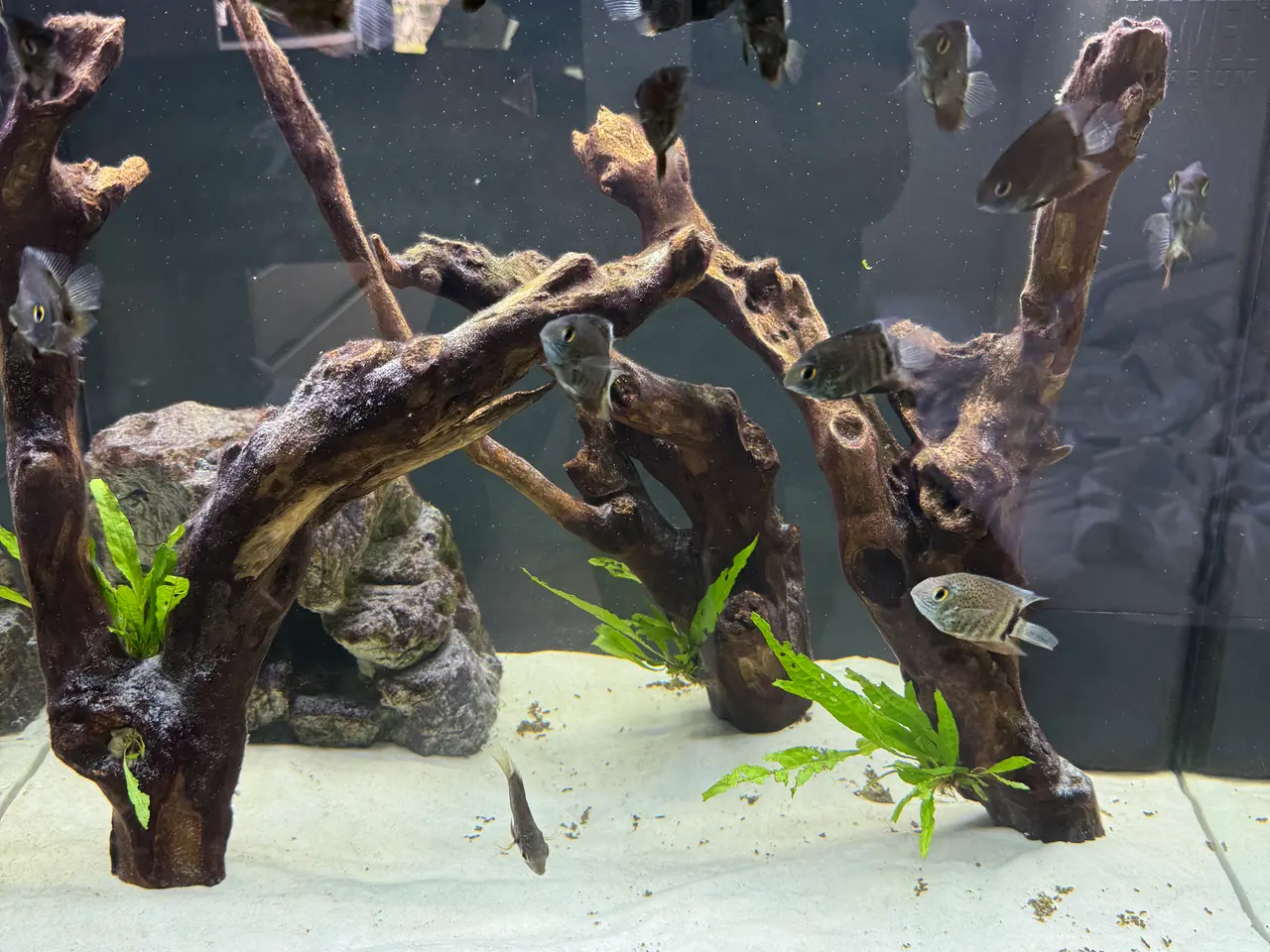 Billede 2 - Cichlider  grenn severum (Heros severus)