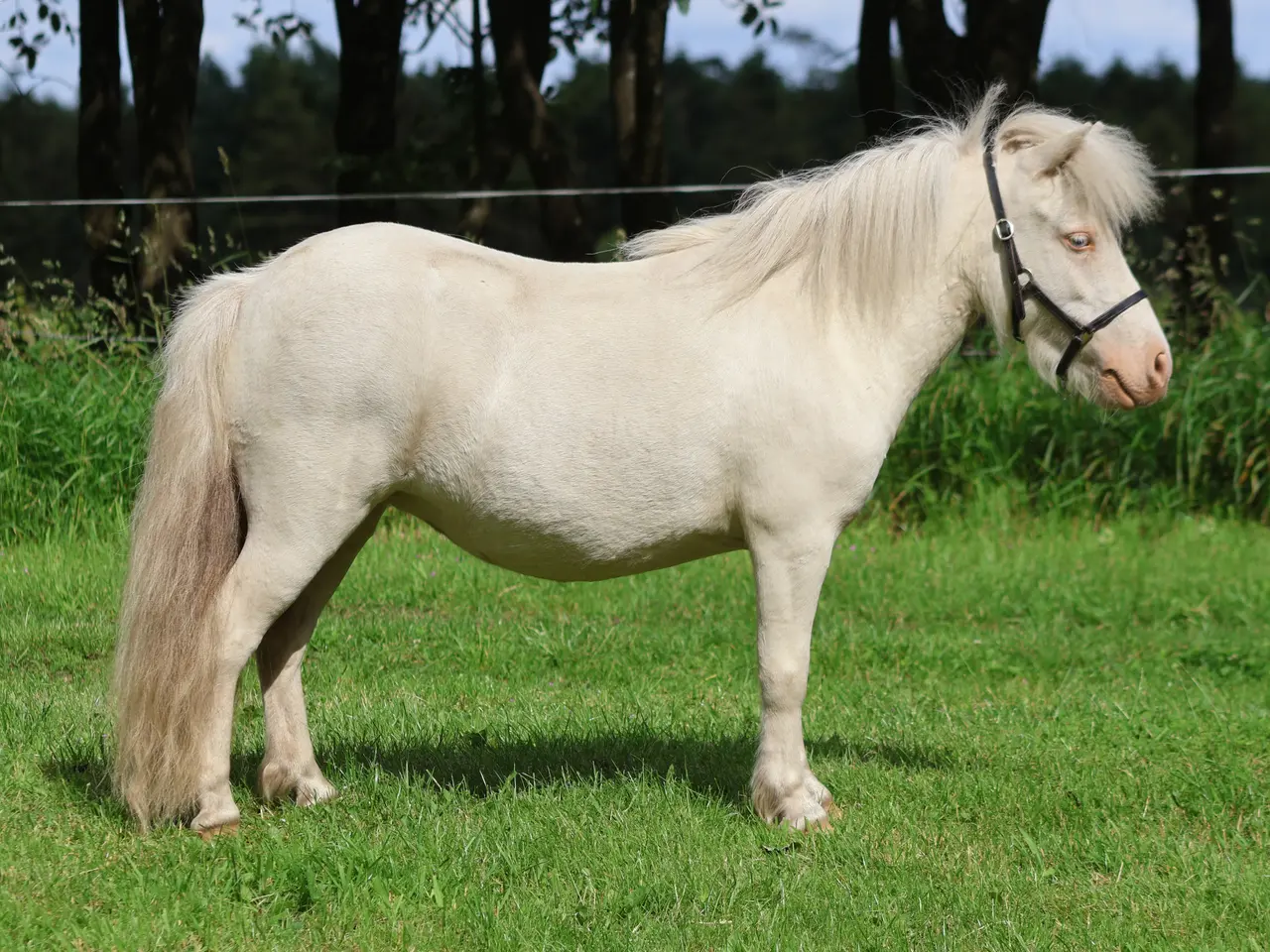 Billede 5 - Cremello dun mini shetlandspony hoppe med rødt pas