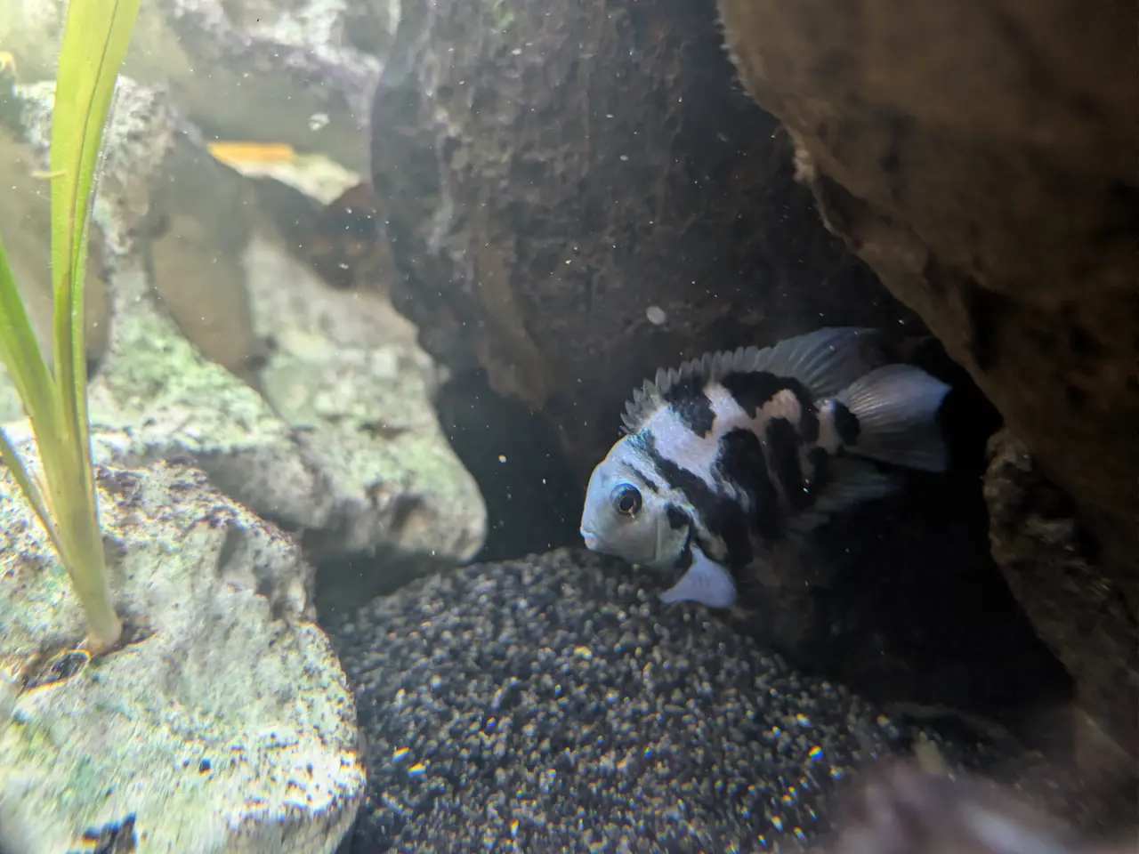 Billede 1 - Fisk