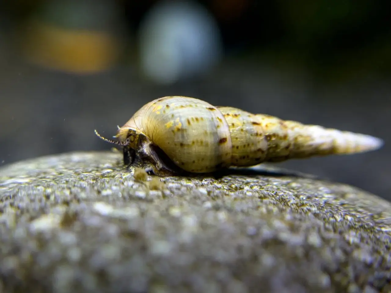 Billede 1 - Malaysian Trumpet Snails 🐌
