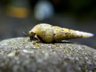 Malaysian Trumpet Snails 🐌