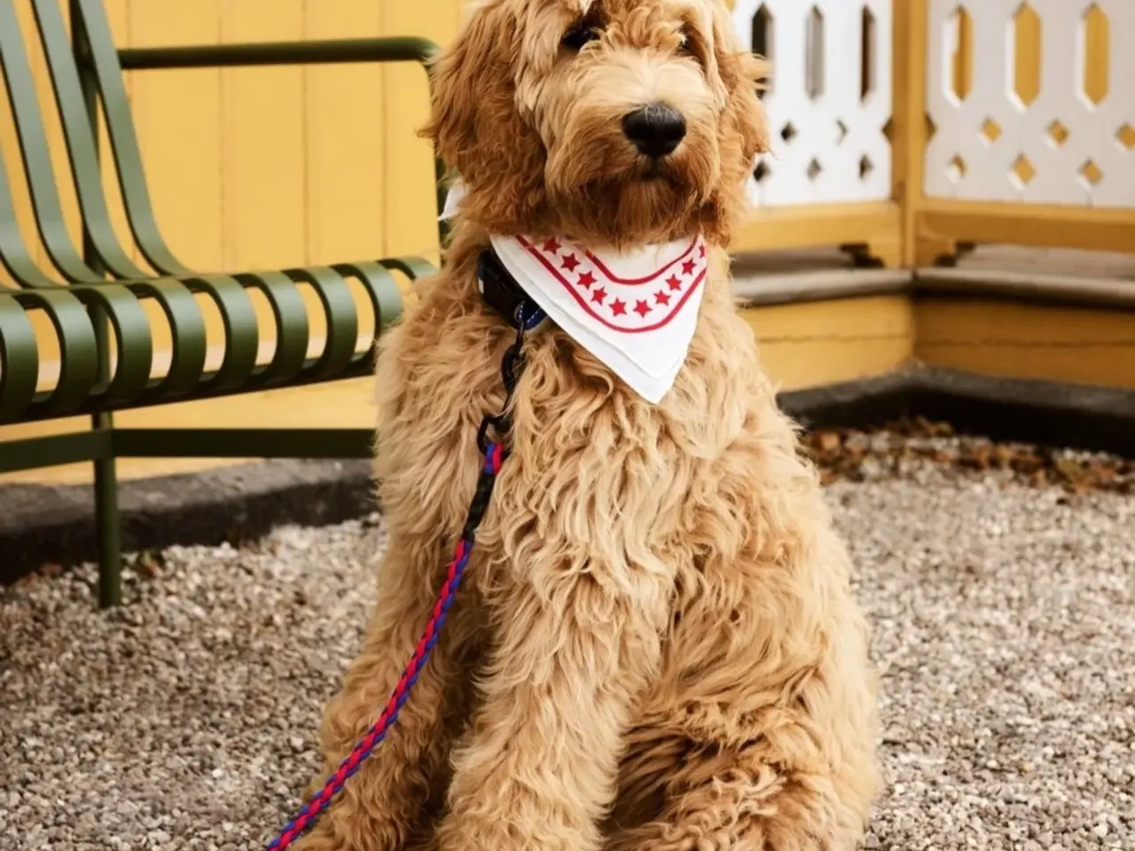 Billede 7 - Goldendoodle hvalpe
