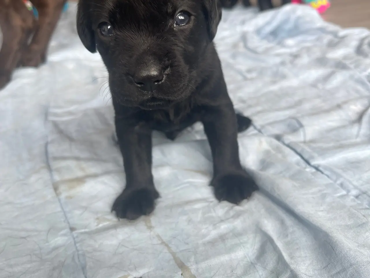 Billede 3 - Labrador hvalpe