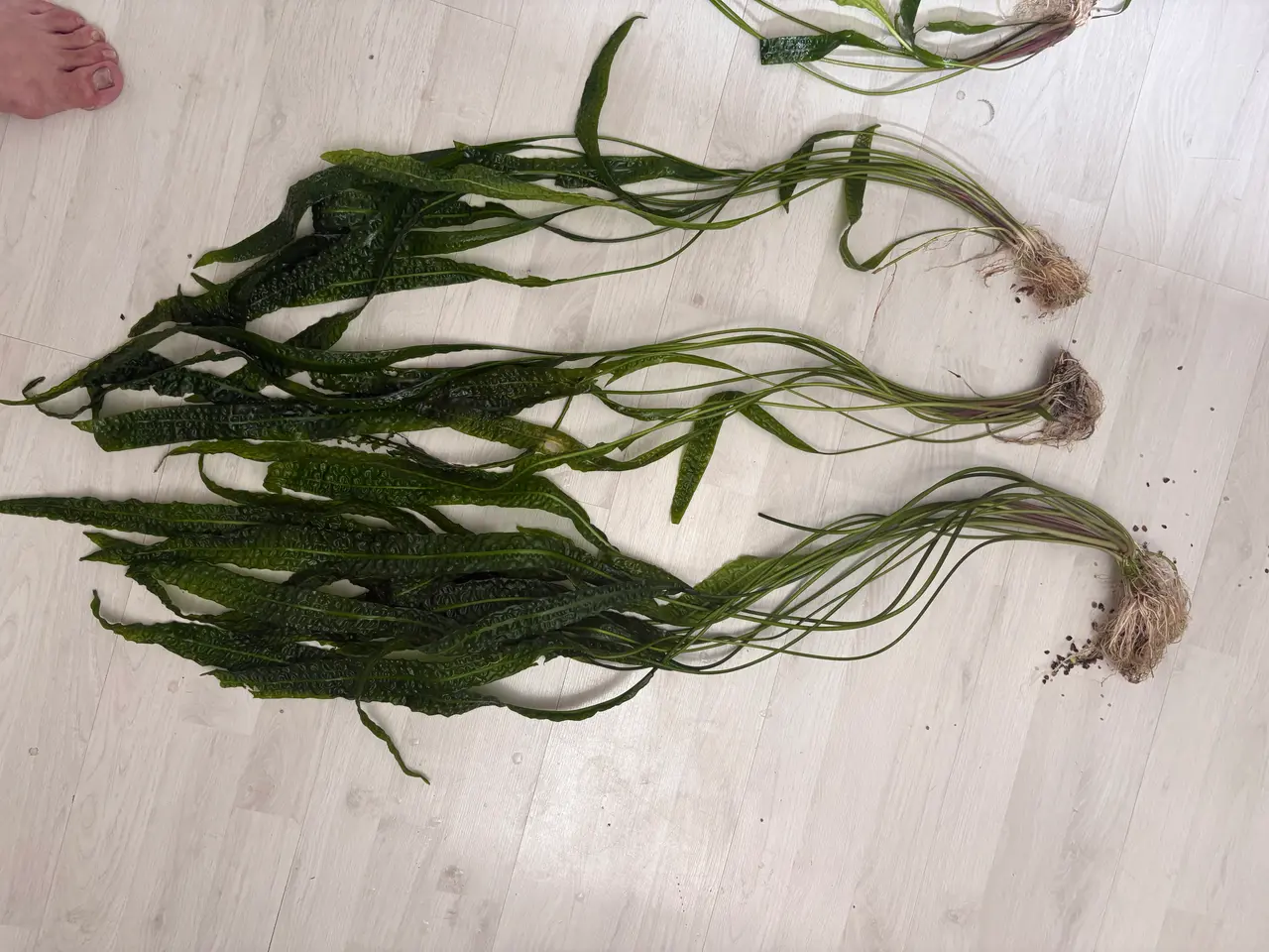 Billede 2 - Hammerslået akvarie planter sælges 