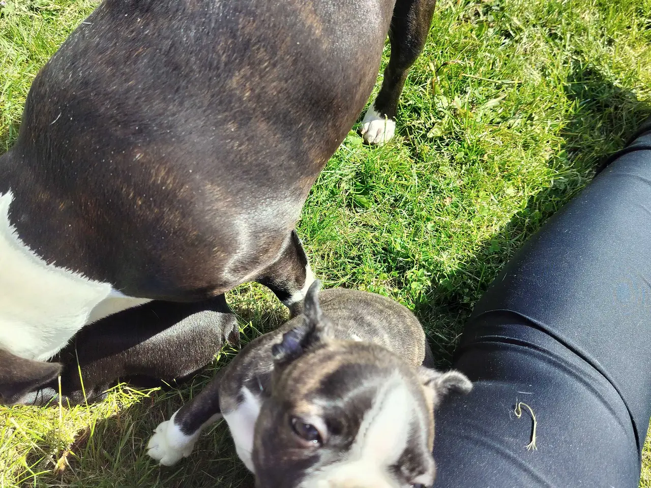 Billede 8 - Boston terrier Sally