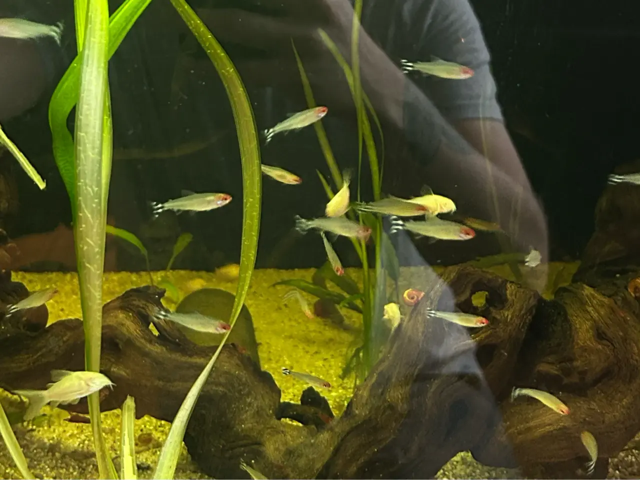 Billede 1 - 🔥🐟 Rødnæsetetra – perfekte stimefisk til akvarie