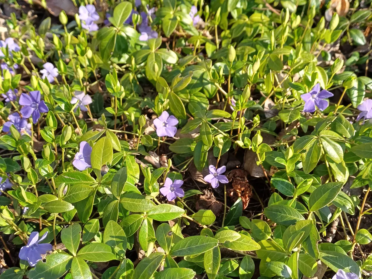 Billede 2 - Bunddække/Vintergrønt / Vinca Minor - stedsegrøn