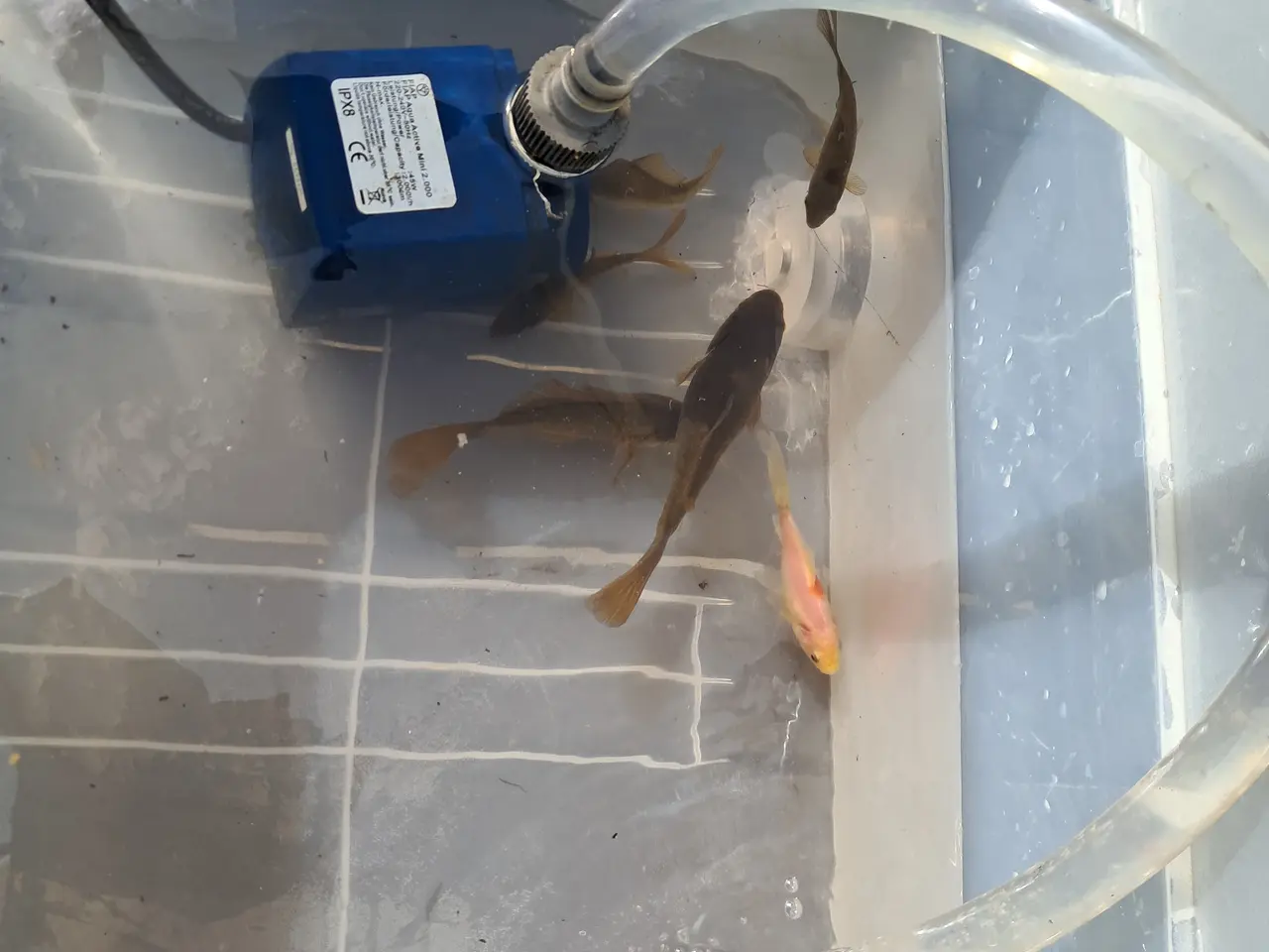 Billede 1 - Sælger 6 Guldfisk