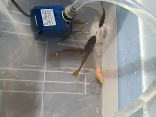 Sælger 6 Guldfisk