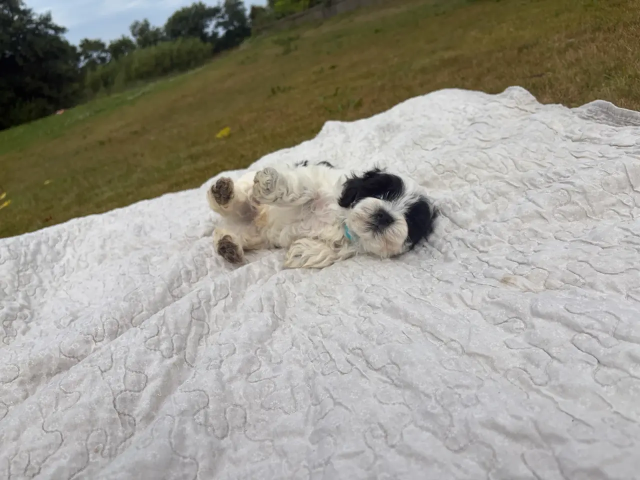 Billede 15 - Fine mini Maltipoo babyer