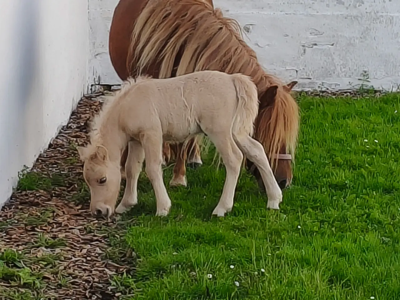 Billede 10 - Smuk palomino hingst