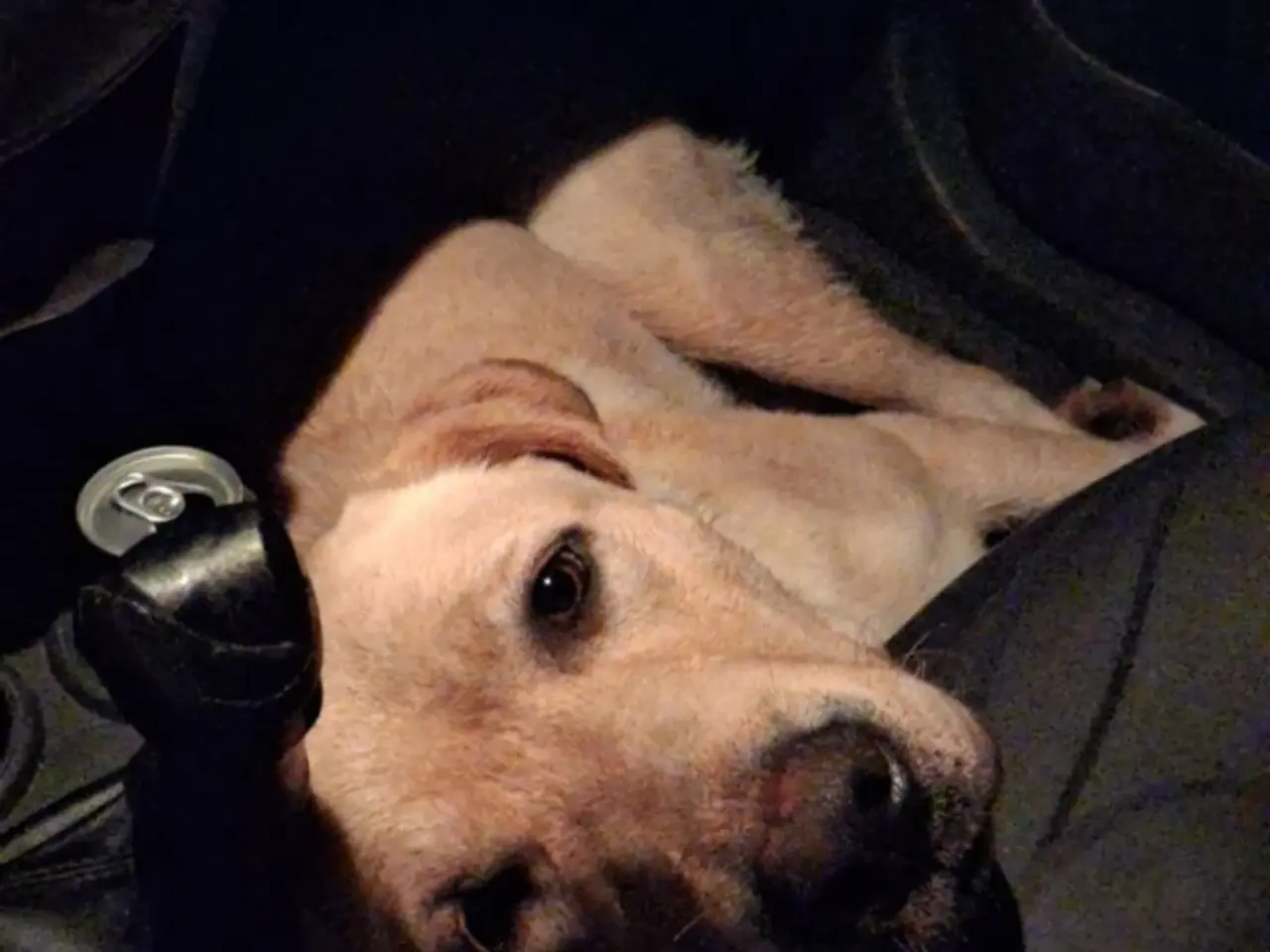 Billede 2 - Sødeste avlsklare labrador