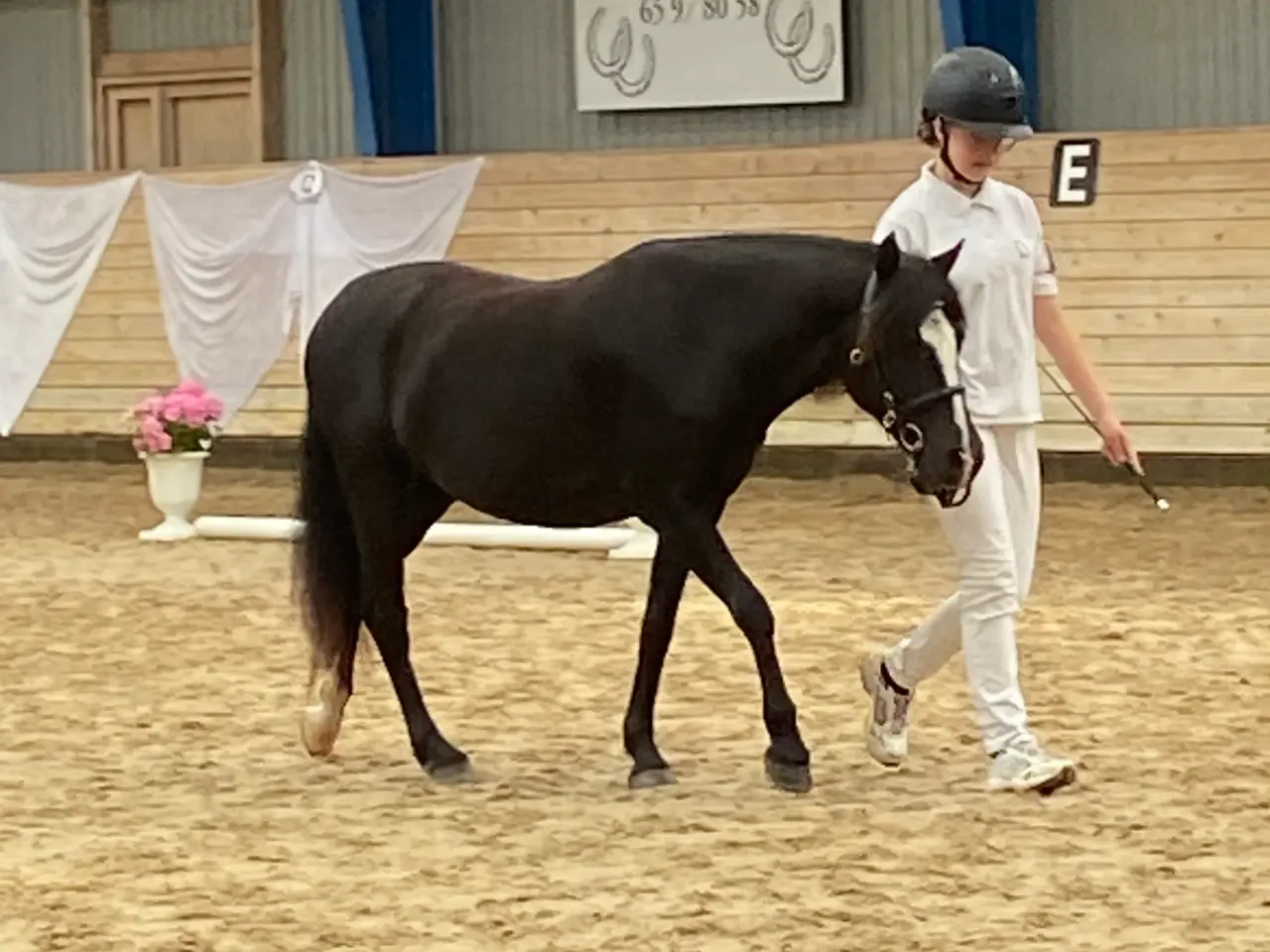Billede 2 - 1 Kl. Dartmoor hoppe
